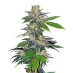 Auto Northern Hog