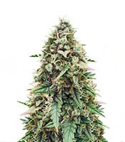 Auto Skywalker Haze - Herbies