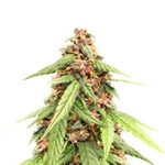 Auto Super OG Kush