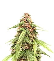 Auto Super OG Kush - Herbies