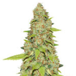 Auto Super Skunk