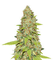 Auto Super Skunk - Herbies