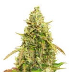Auto White Widow