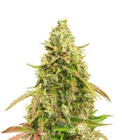 Auto White Widow - Herbies