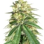 Auto White Widow x Big Bud
