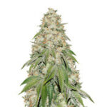 Banana Blaze