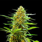 Banana Monkey Autoflower Seeds 22% THC