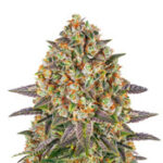 Banana Punch