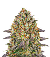 Banana Punch - Herbies