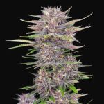 Banana Purple Punch Autoflowering