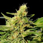 Bcn Diesel Cbd