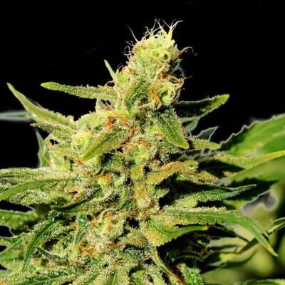 Bcn Diesel Cbd – Kannabia