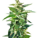 BCN Power Plant Autoflower
