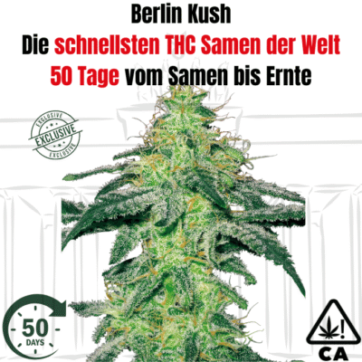 Berlin Kush F1 - CBD040