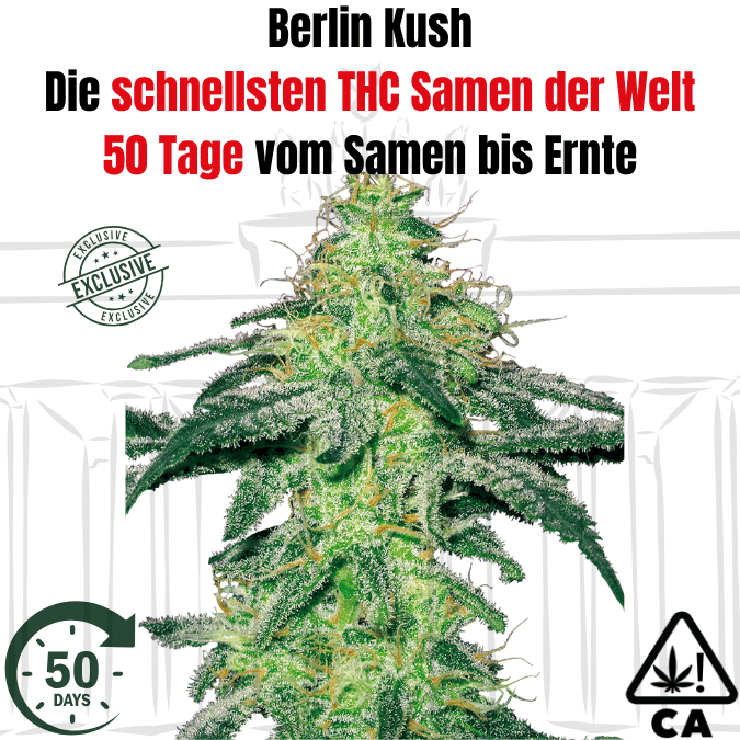 Berlin Kush F1 - CBD040