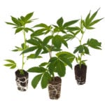 Bestseller Stecklinge 3er-Set - Hanfgarten