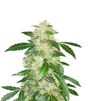 Big Bang Auto - Herbies