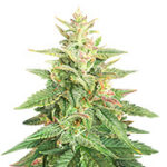 Big Bud Auto