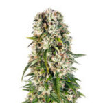 Big Bud Automatic