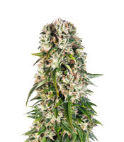 Big Bud Automatic - Herbies