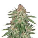 Big Bud XXL