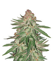 Big Bud XXL - Herbies