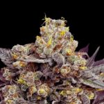 Biscotti Seeds Seeds 25% THC