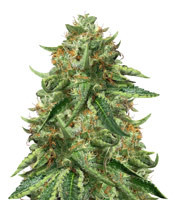 Black Ghost OG - Herbies