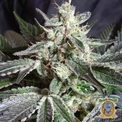 Black Jack - CBDNOL