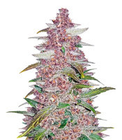 Blackberry Auto - Herbies