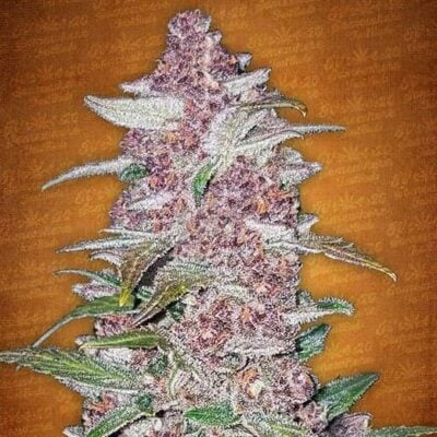 Blackberry Autoflowering - Hanfgarten
