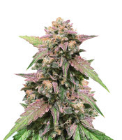 Blue Amnesia Auto - Herbies