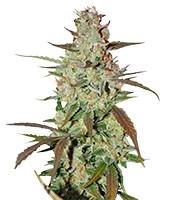 Blue Auto Mazar - Herbies