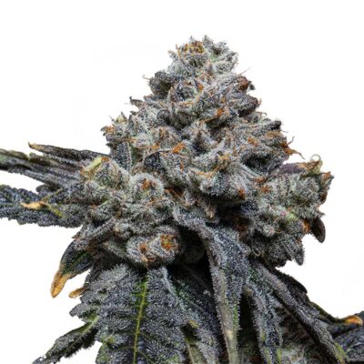 Blue Cheese 040 Cannabissamen