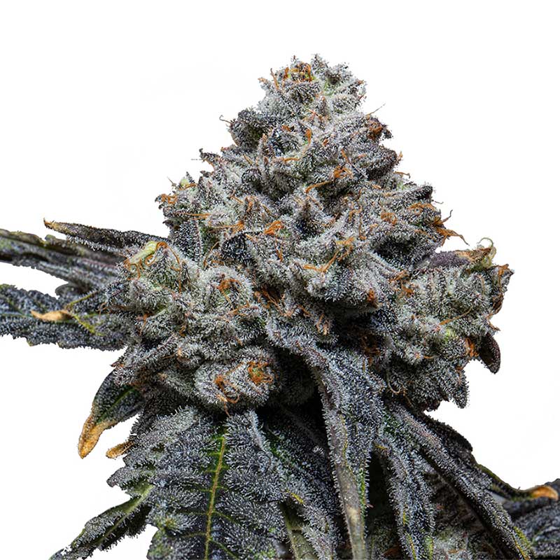 Blue Cheese 040 Cannabissamen
