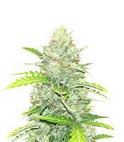 Blue Dream Autoflower - Herbies