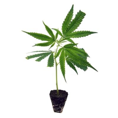 Blue Dream CBD Genetik - Hanfgarten
