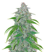 Blue Dream'matic Auto - Herbies
