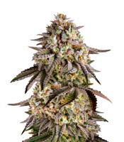 Blue Sunset Sherbert - Herbies