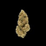 Amnesia Core Cut
