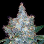 Blueberry Autoflower Seeds 20% THC