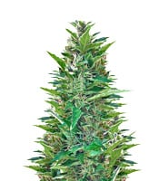 Blueberry Bliss Auto - Herbies