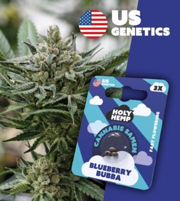 Blueberry Bubba Cali Seeds - Holy Hemp