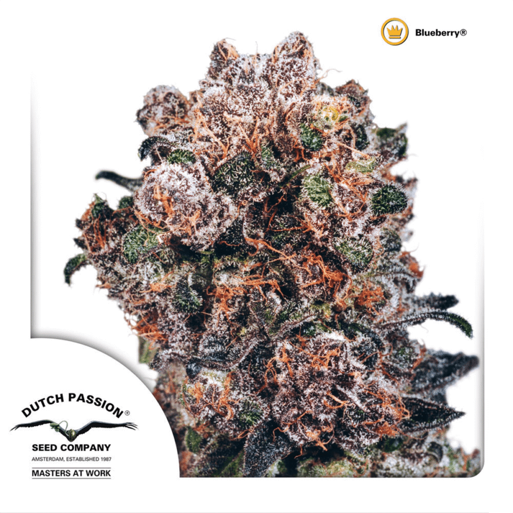 Blueberry - CBDNOL