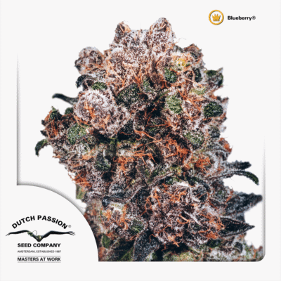 Blueberry - CBDNOL