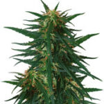 Blueberry Ghost OG