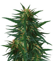 Blueberry Ghost OG - Herbies