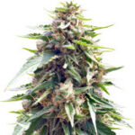 Blueberry Gum
