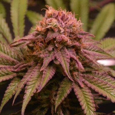 Blueberry Samen Automatik – Lucky Hemp