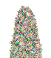 Brainkiller Haze - Herbies